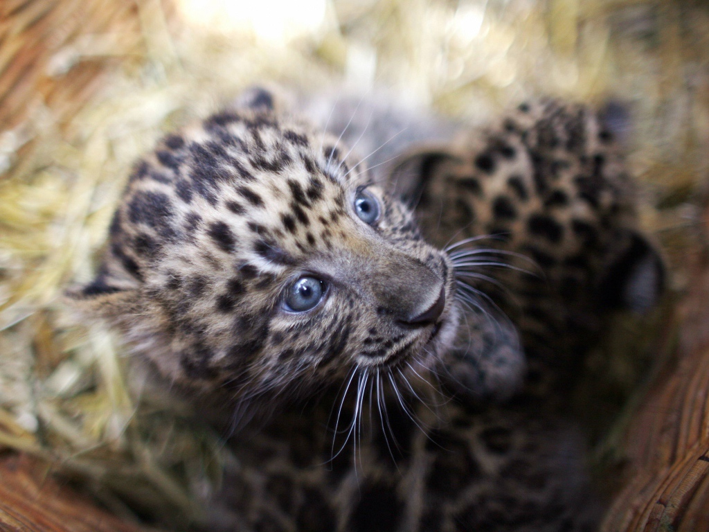 Маленький испуганный детеныш леопарда в корзине