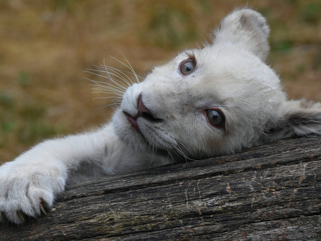 Маленький белый львенок лежит на дереве 