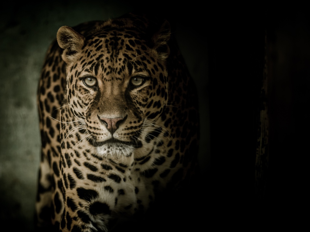 Взгляд пятнистого леопарда