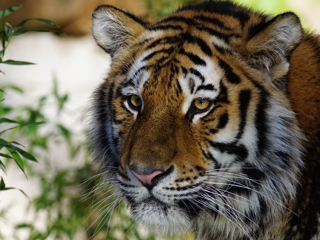 Muzzle of a large beautiful striped tiger close-up