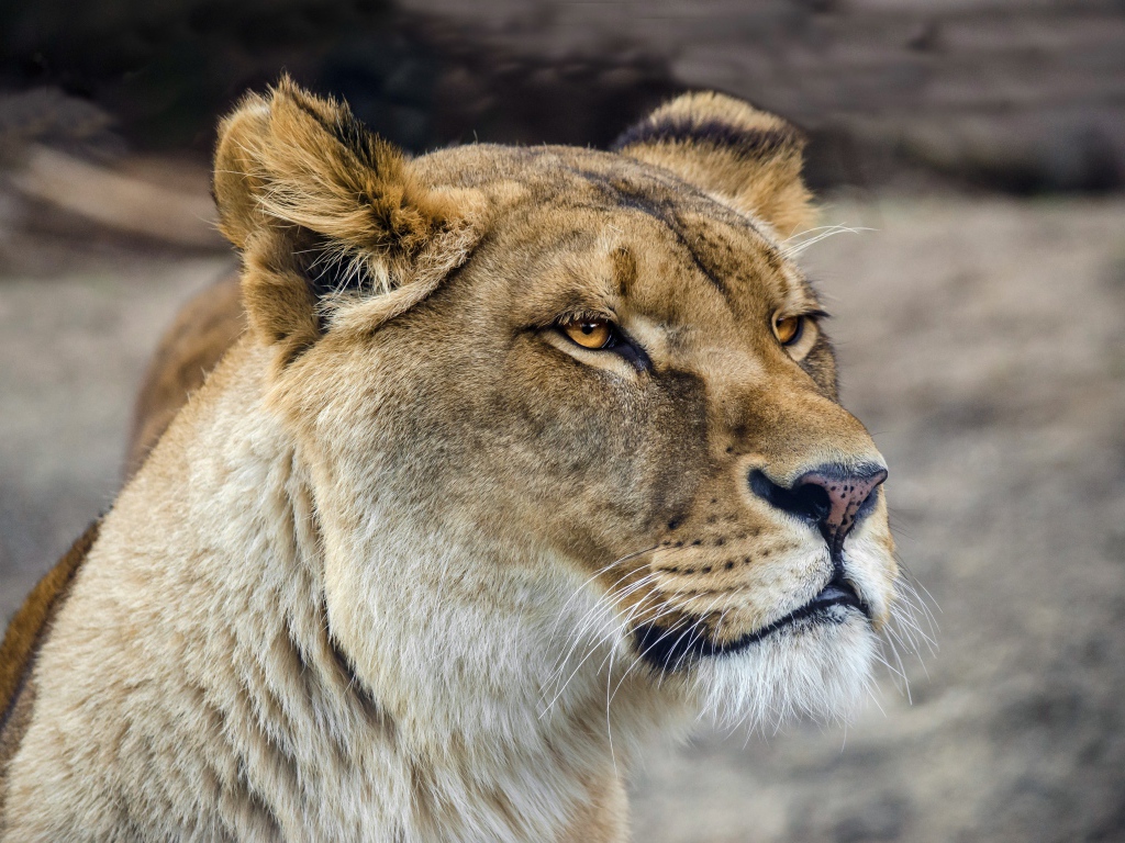 Серьезная морда большой львицы 
