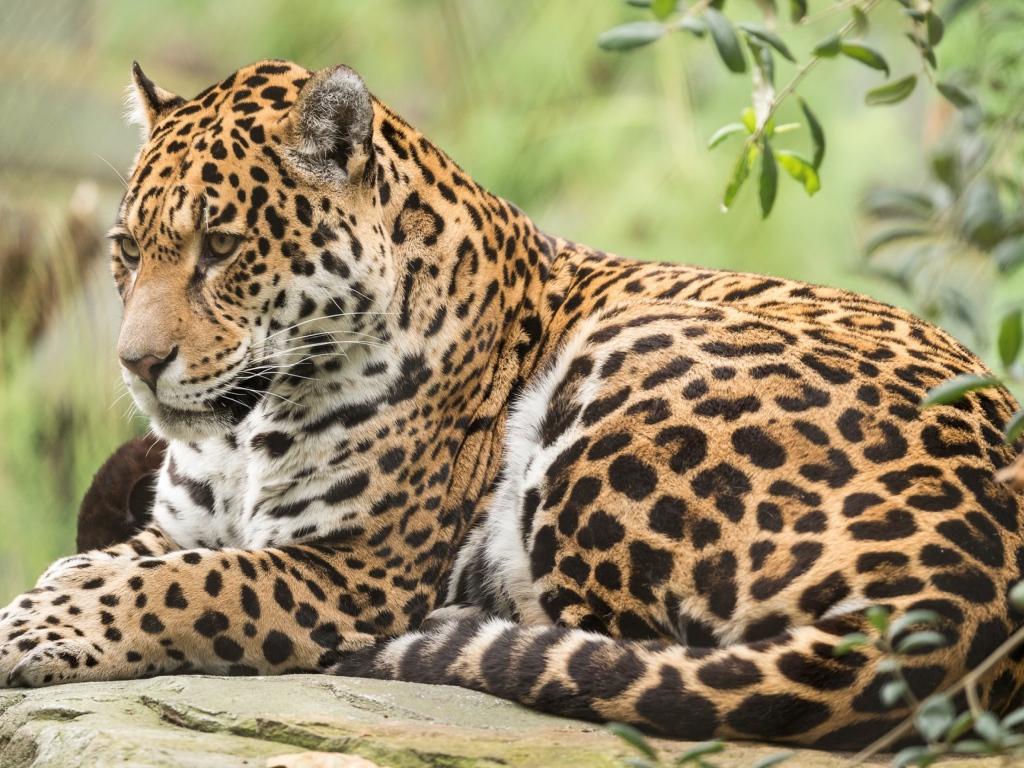 Большой пятнистый ягуар лежит на камне