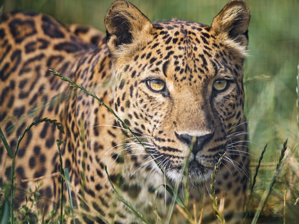 Большой пятнистый леопард сидит в траве