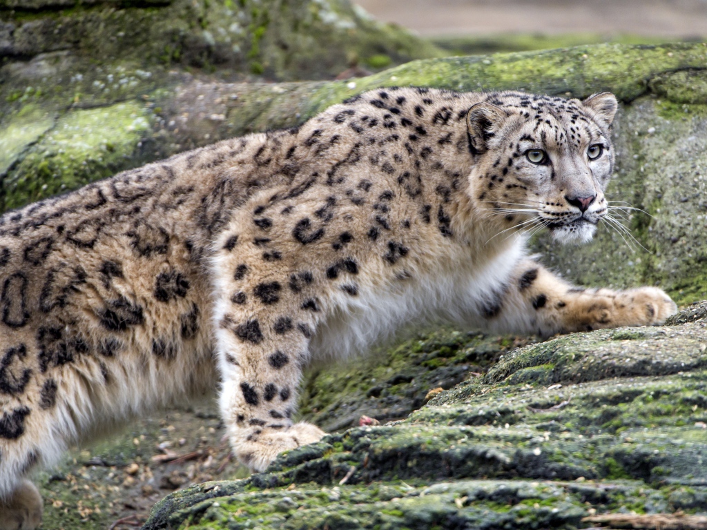 Снежный барс крадется по камням