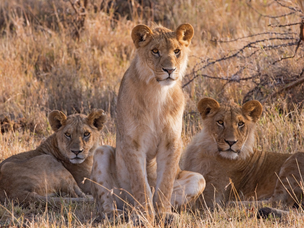 Три львицы сидят на сухой траве