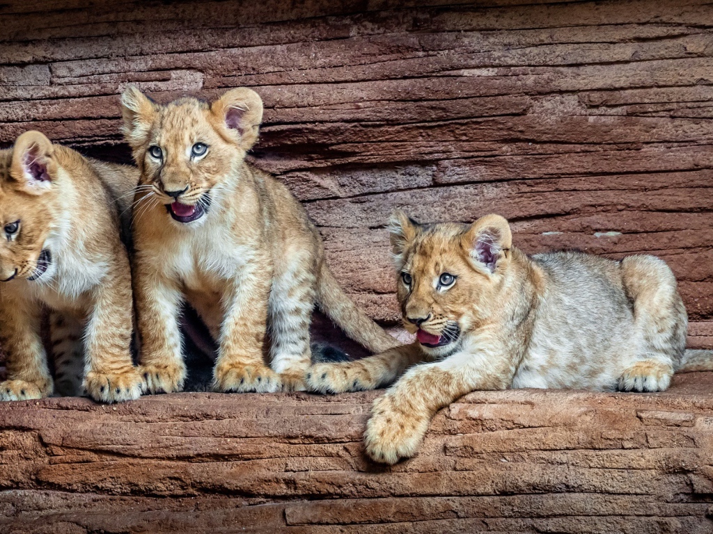 Три маленький львенка в зоопарке