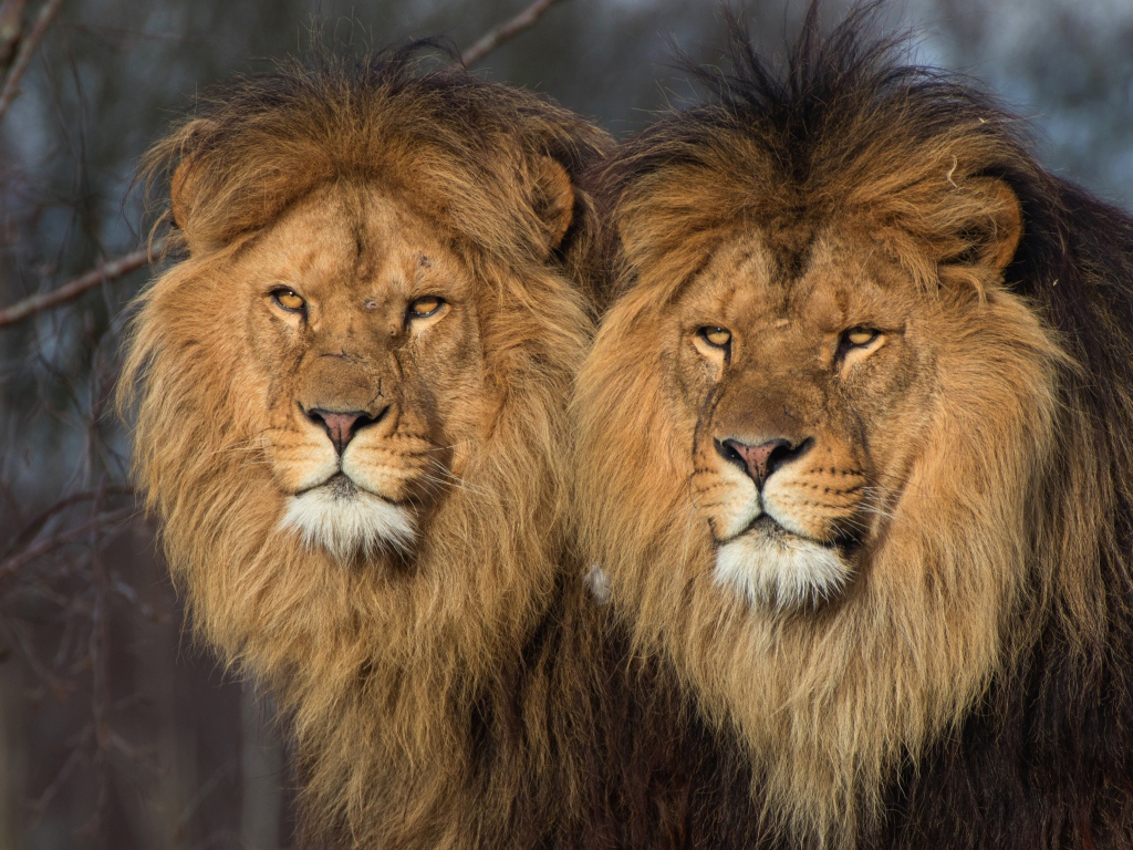 Два больших серьезных льва