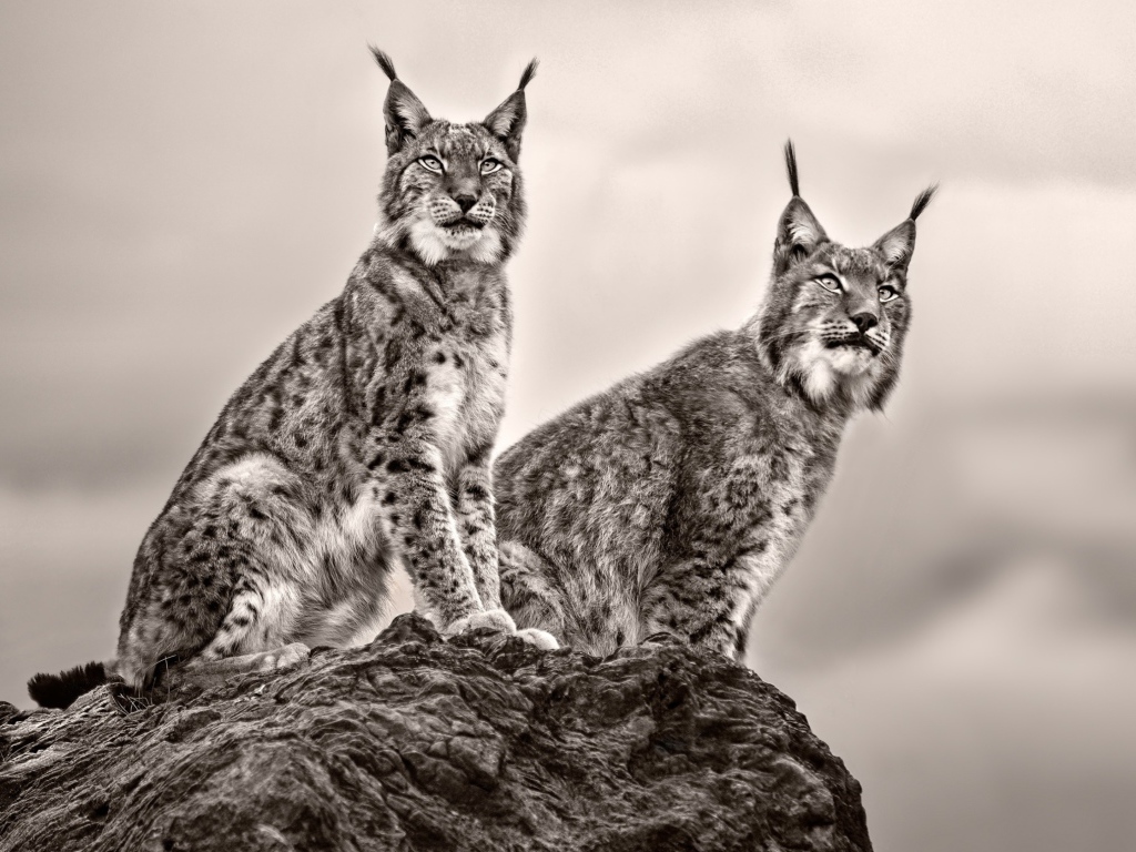 Две рыси сидят на камне