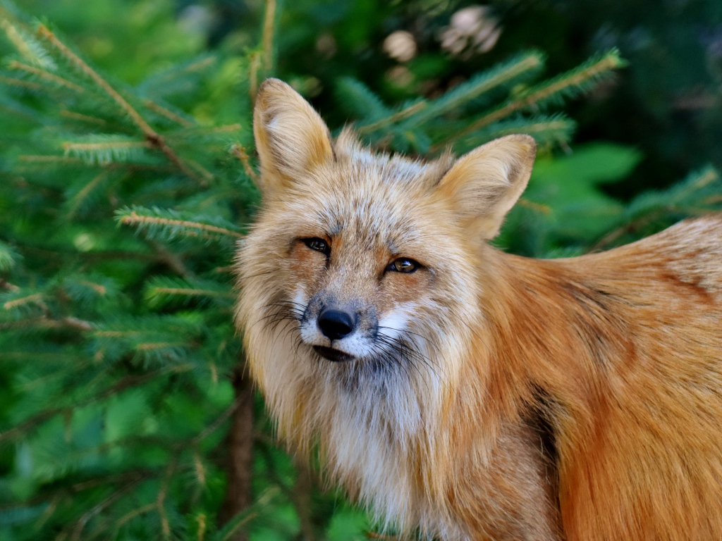 Хитрая рыжая лиса стоит у ели 
