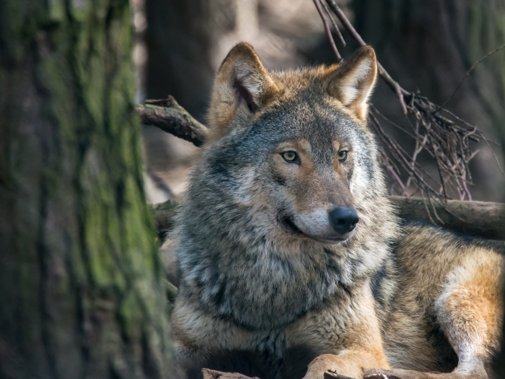 Большой серый волк лежит у дерева 