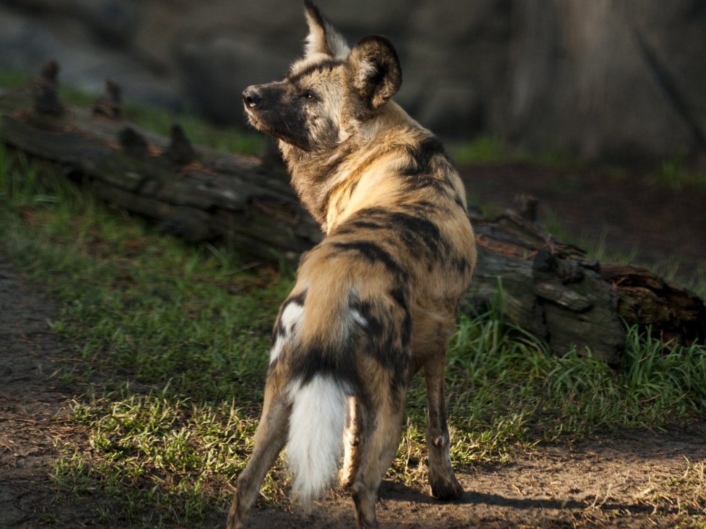 Гиена у сухого дерева 