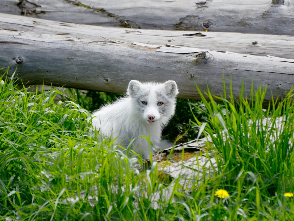 Маленький песец сидит в зеленой траве