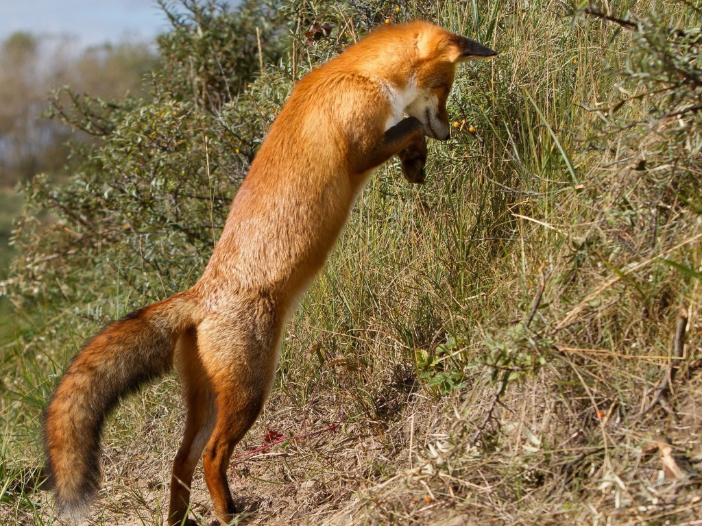 Рыжая лиса охотится в траве