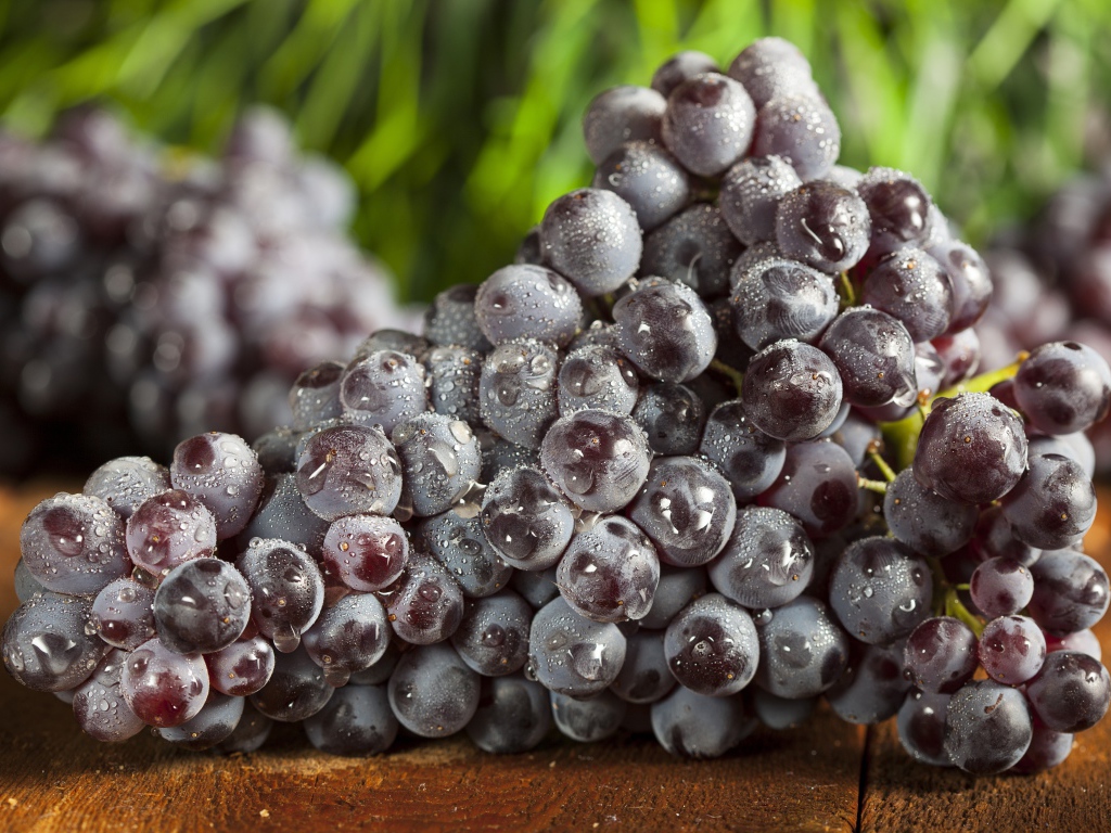 Большая гроздь синего винограда в каплях воды