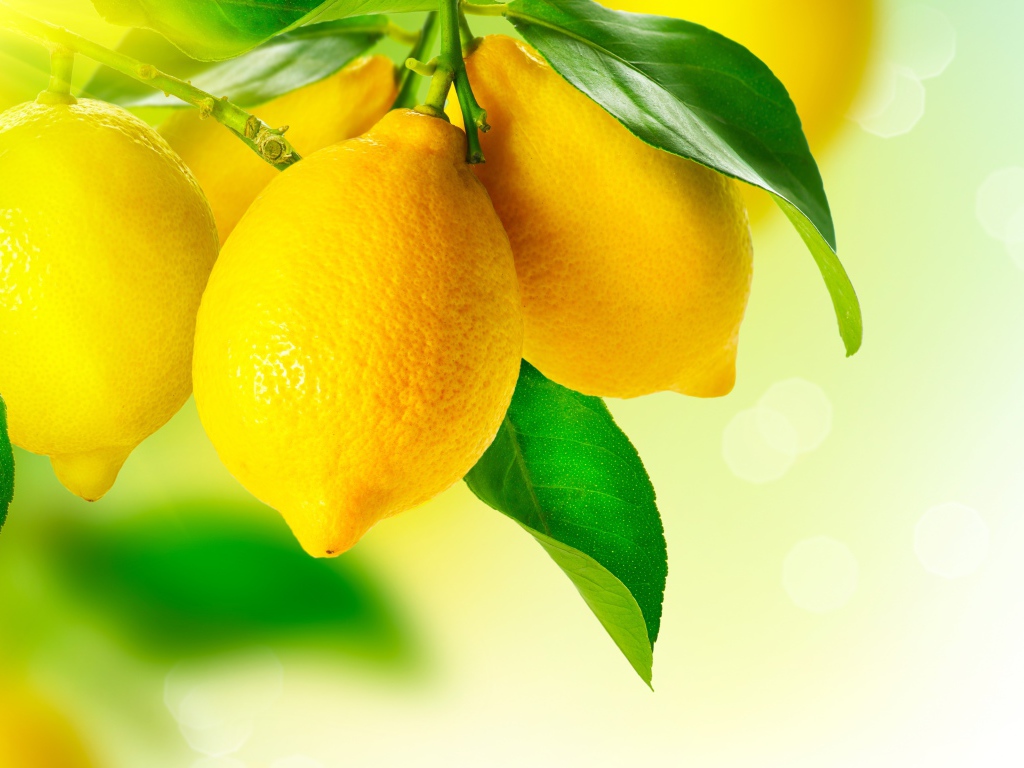 Аппетитные желтые лимоны с зелеными листьями