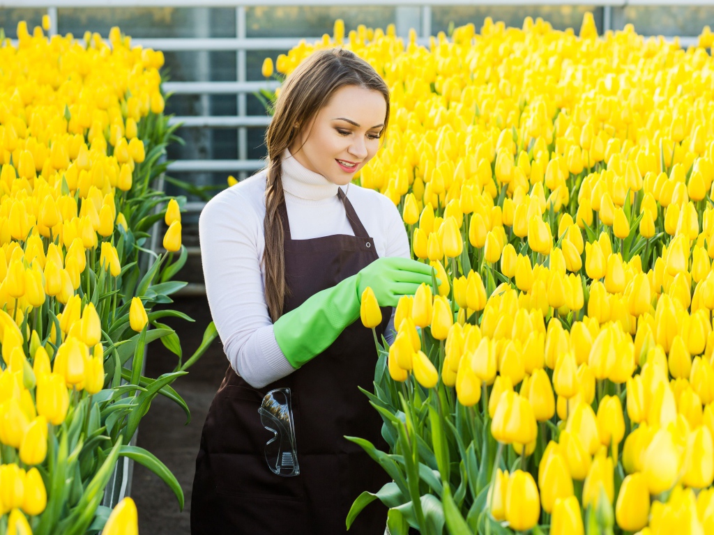 Красивая молодая девушка ухаживает за желтыми тюльпанами