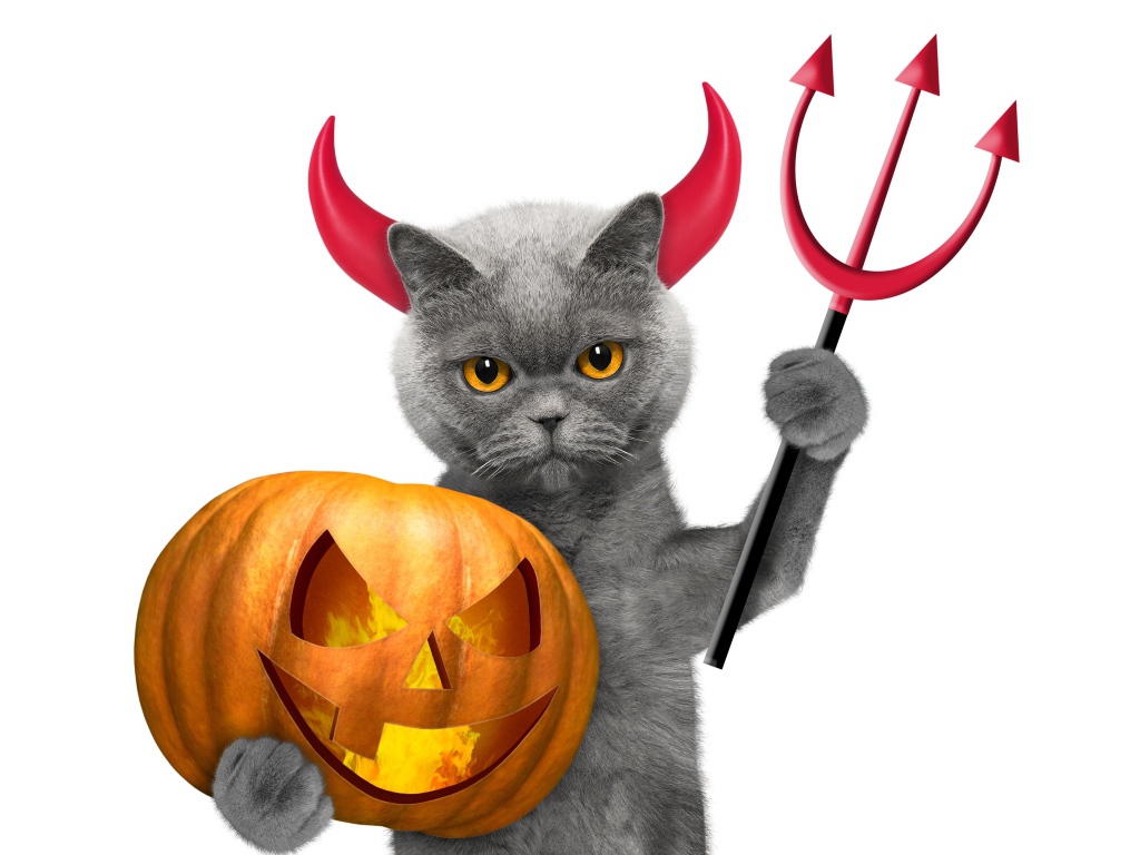 Кот с тыквой на белом фоне в костюме на Хэллоуин