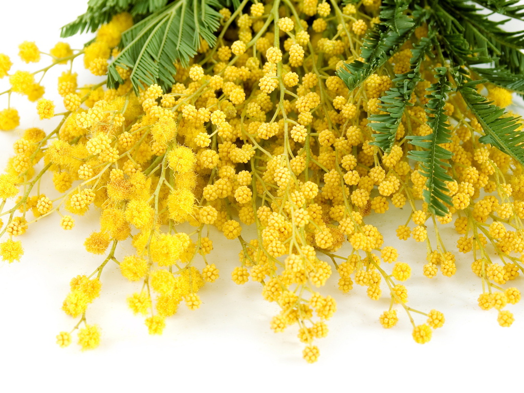 Букет красивой желтой мимозы на белом фоне в 8 марта