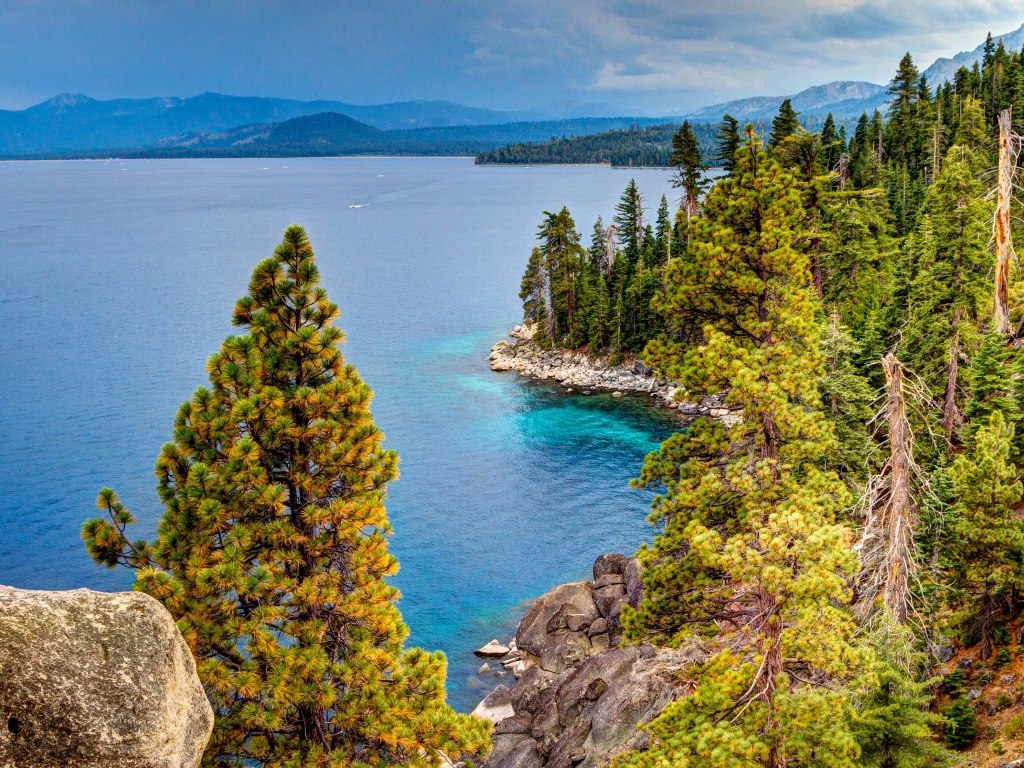 Красивое побережье покрыто зелеными соснами 