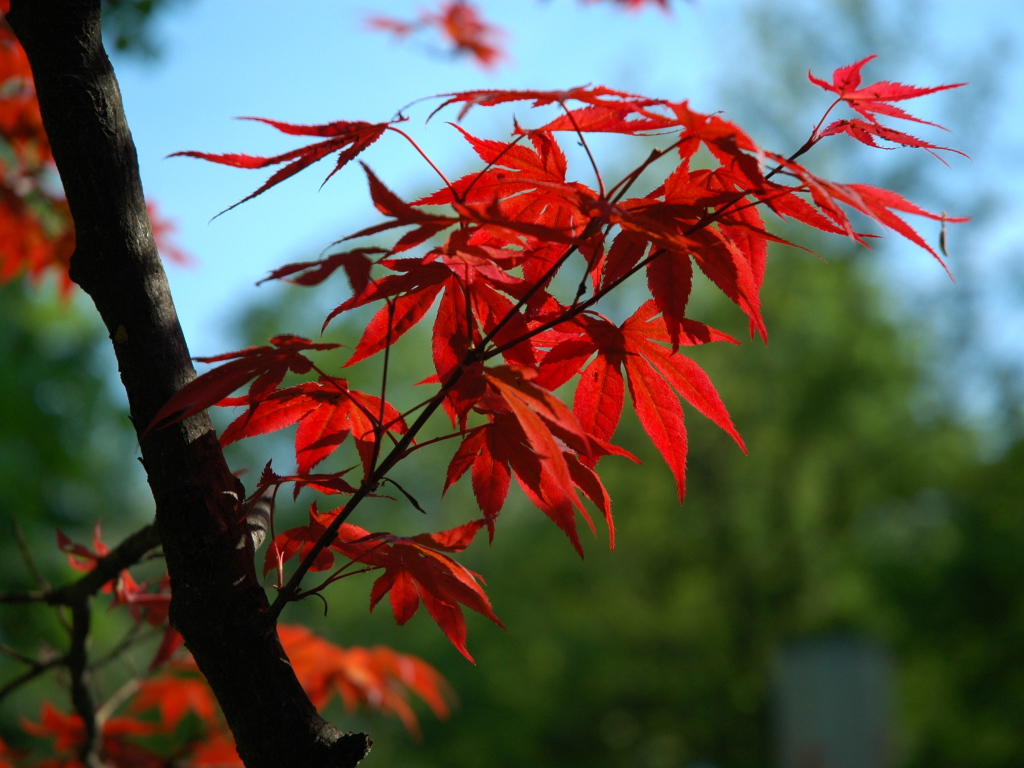 Ветка с красными листьями на дереве 