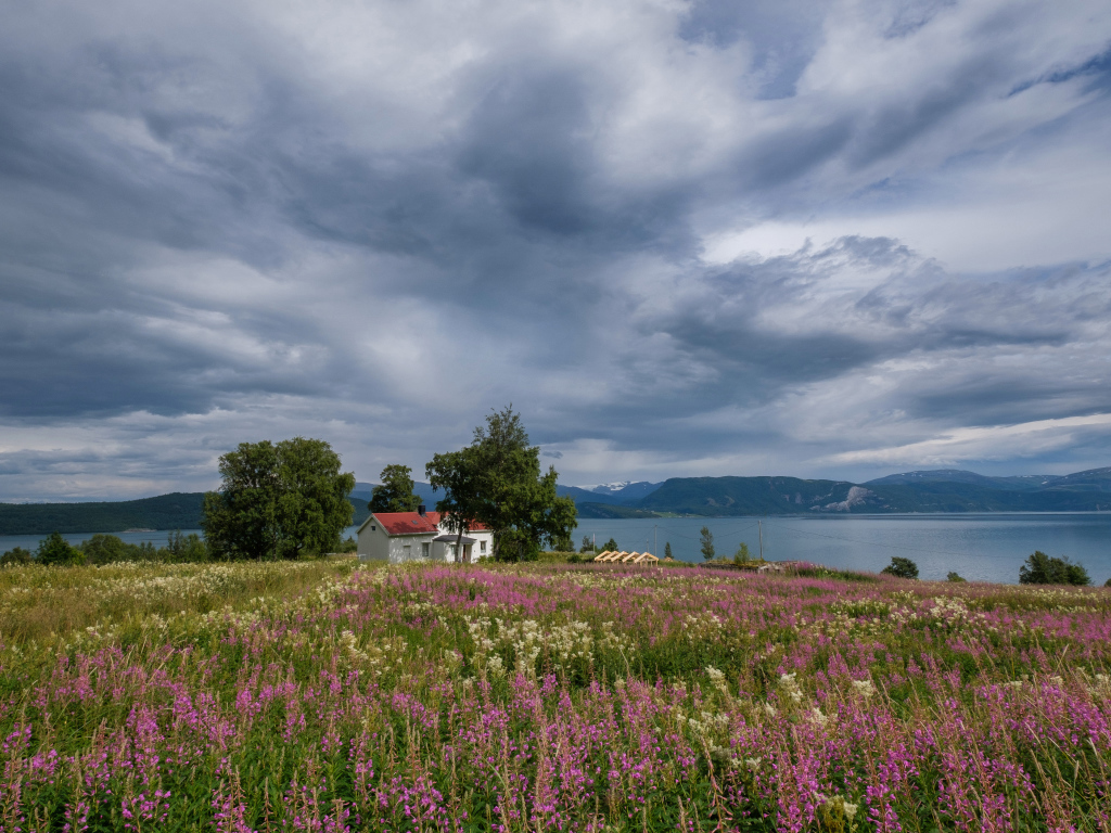 Пасмурное небо над озером и полем с красивыми цветами 