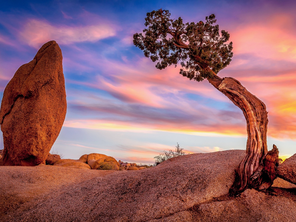 Природа национального парка Джошуа-Три, Калифорния. США