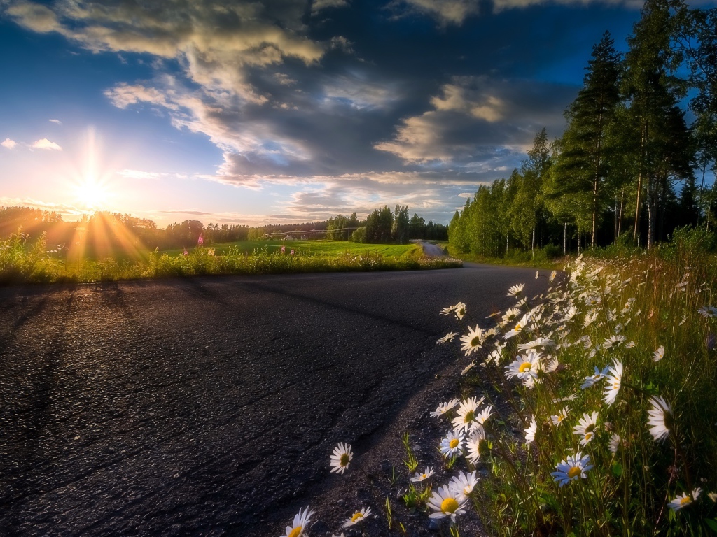 Восходящее солнце в красивом небе освещает растущие у дороги ромашки