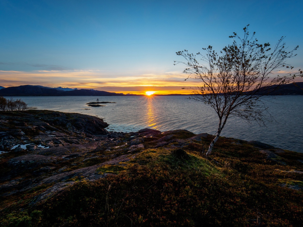 Тонкая береза ​​на скалистом берегу моря на закате под голубым небом