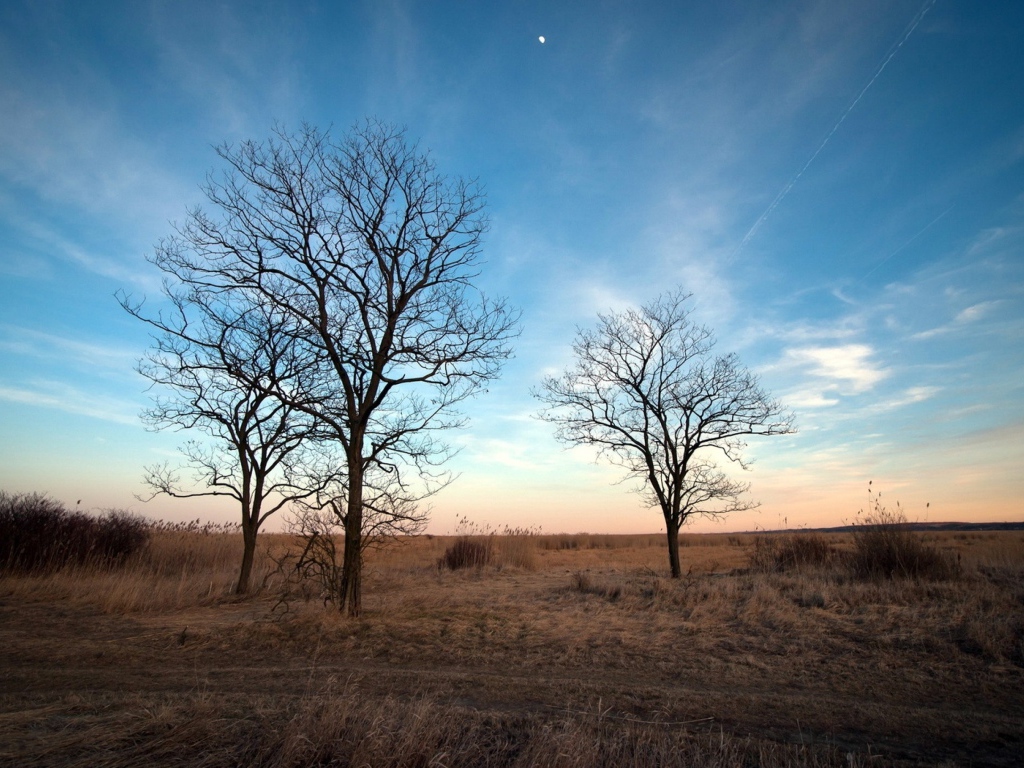 Деревья под голубым небом,  пейзаж