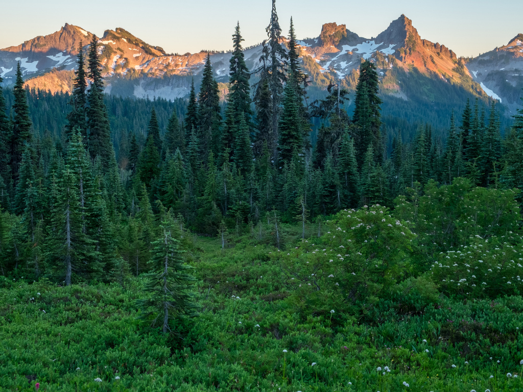 Вид на зеленый хвойный лес и верхушки гор в лучах восходяшего солнца