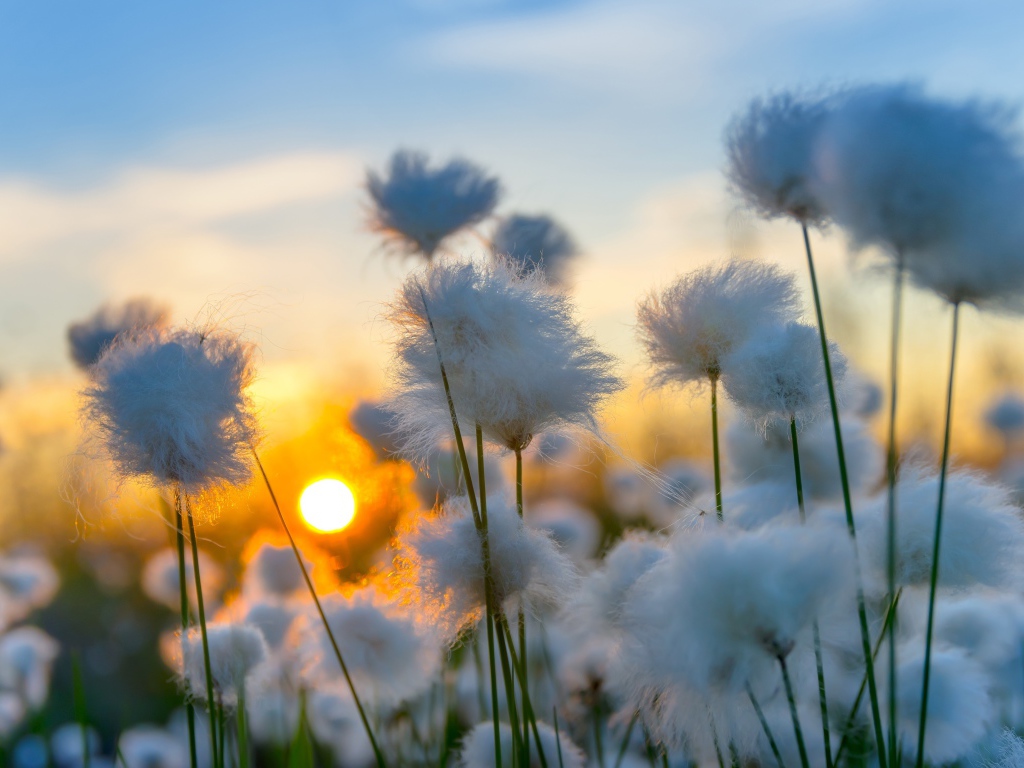 Белый хлопок на закате солнца