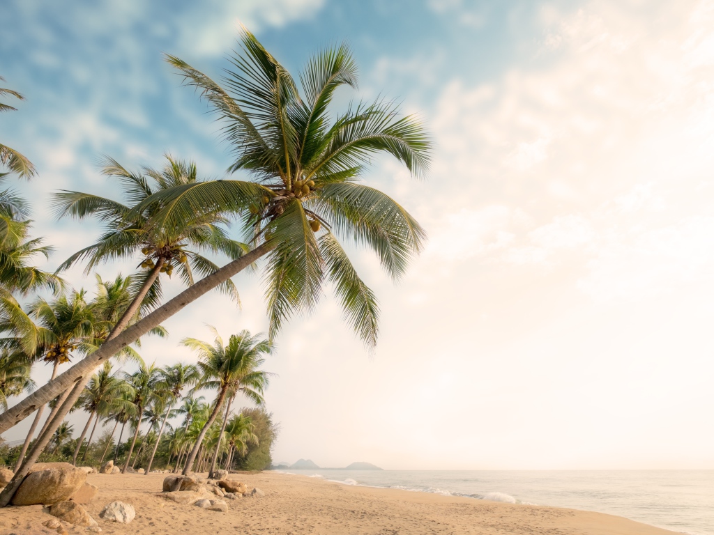 Зеленые пальмы с камнями на берегу океана летом