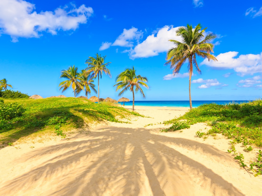 Пальма отбрасывает тень на песке на тропическом пляже