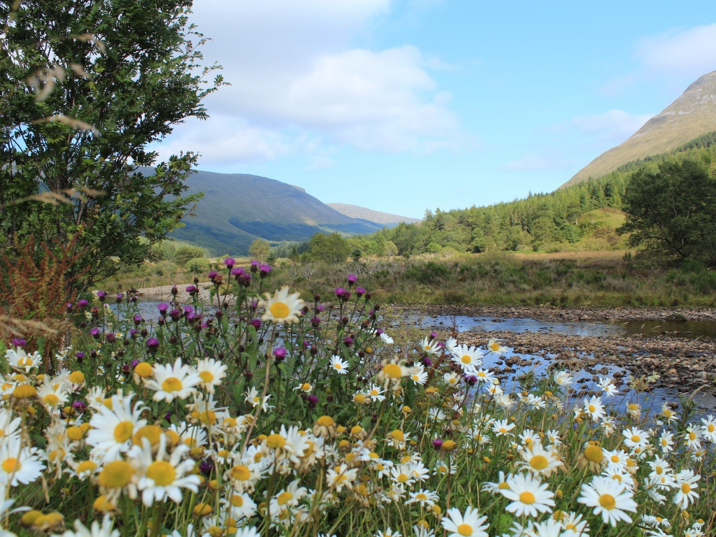 Полевые ромашки и чертополох на берегу горной реки