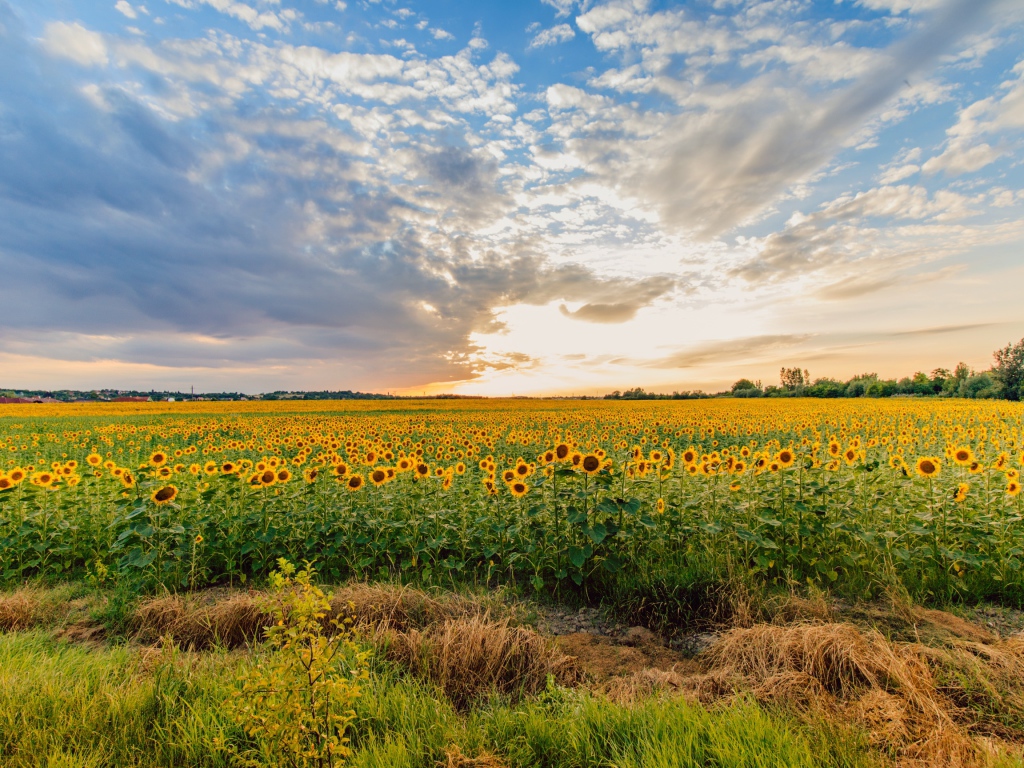 Поле цветущих подсолнухов под красивым небом