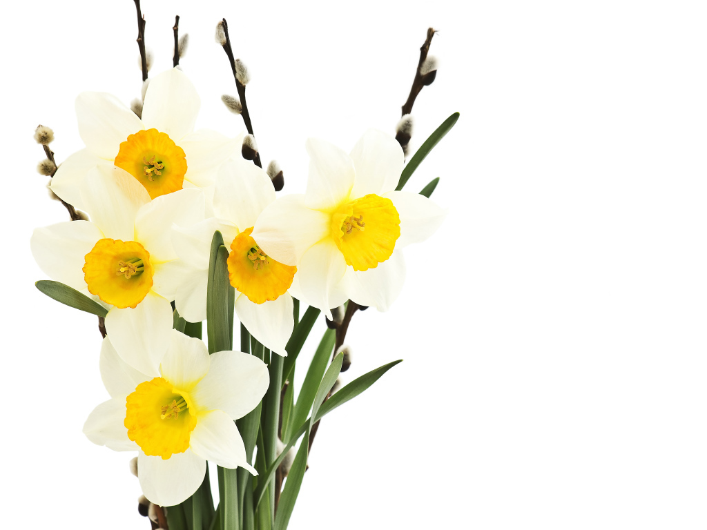 Букет нарциссов и вербы на белом фоне