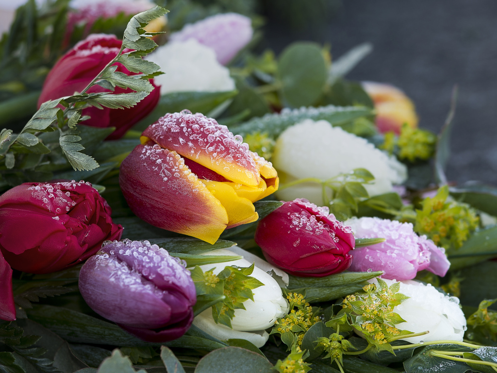 Букет нежных тюльпанов покрыт инеем