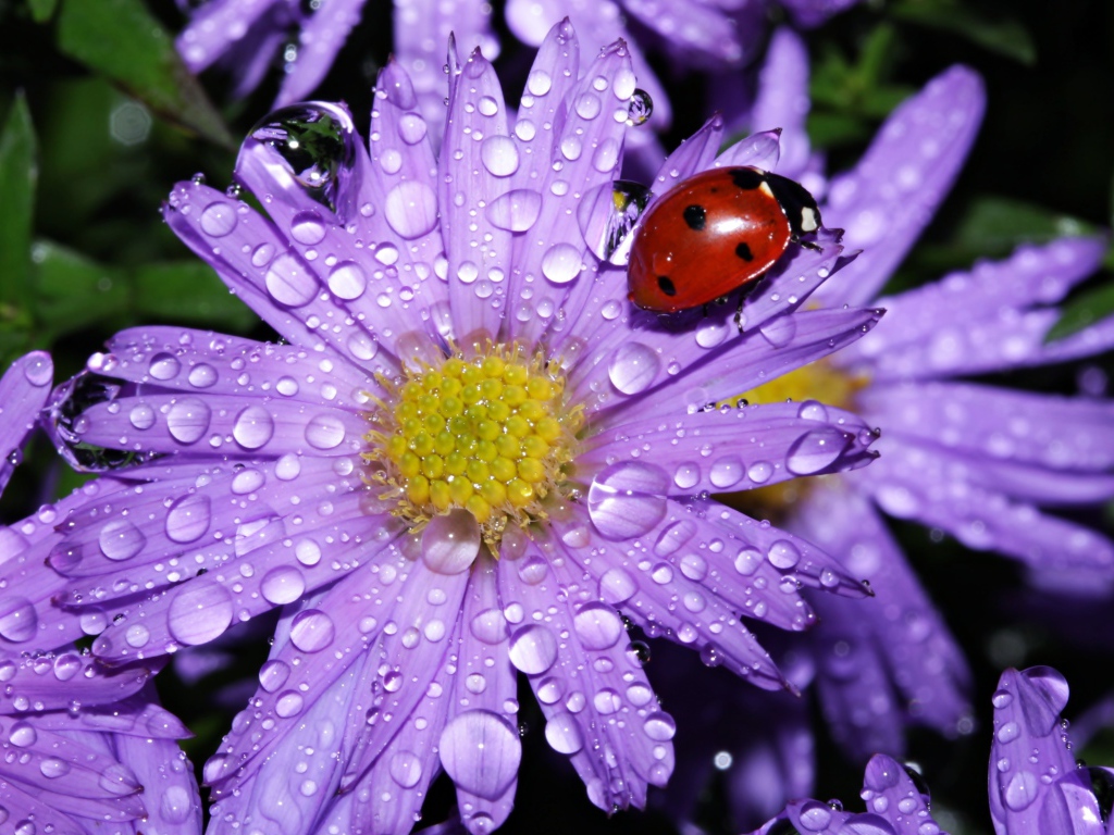 Божья коровка сидит на покрытом каплями воды цветке астры
