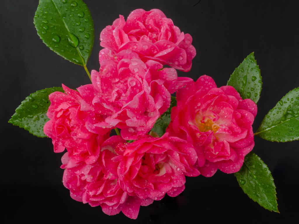 Много розовых роз в каплях воды на сером фоне