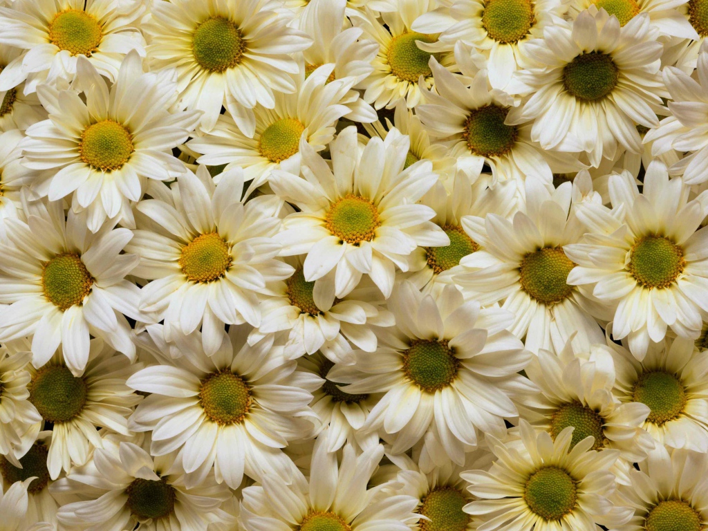 Много белых хризантем с желтыми серединками