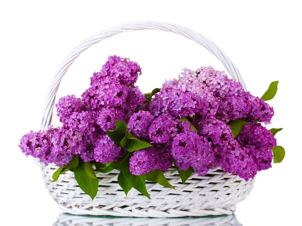 Корзина цветов сирени на белом фоне