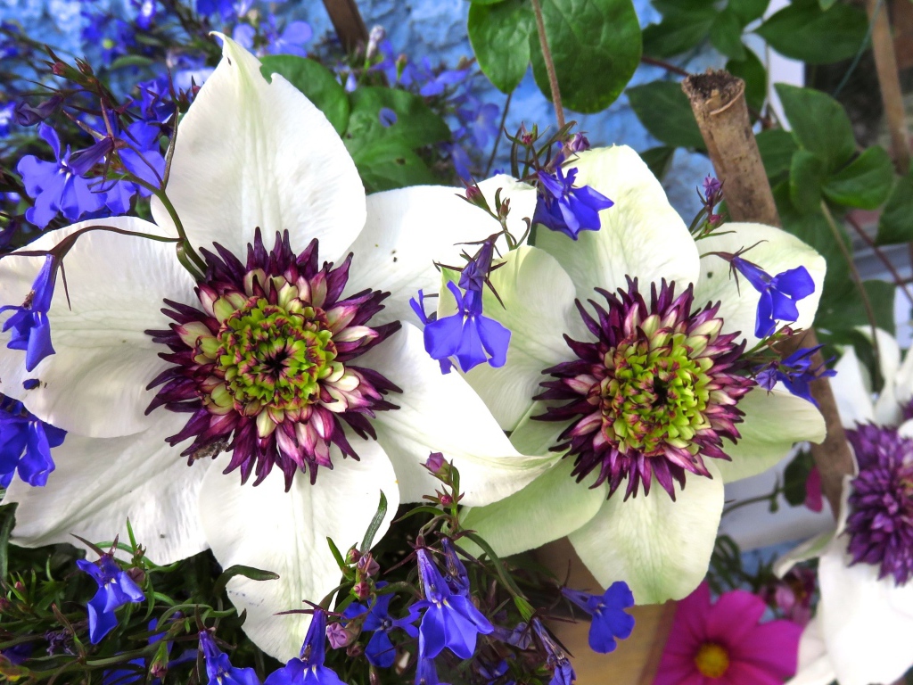 Красивые цветы клематисы с голубыми полевыми цветами