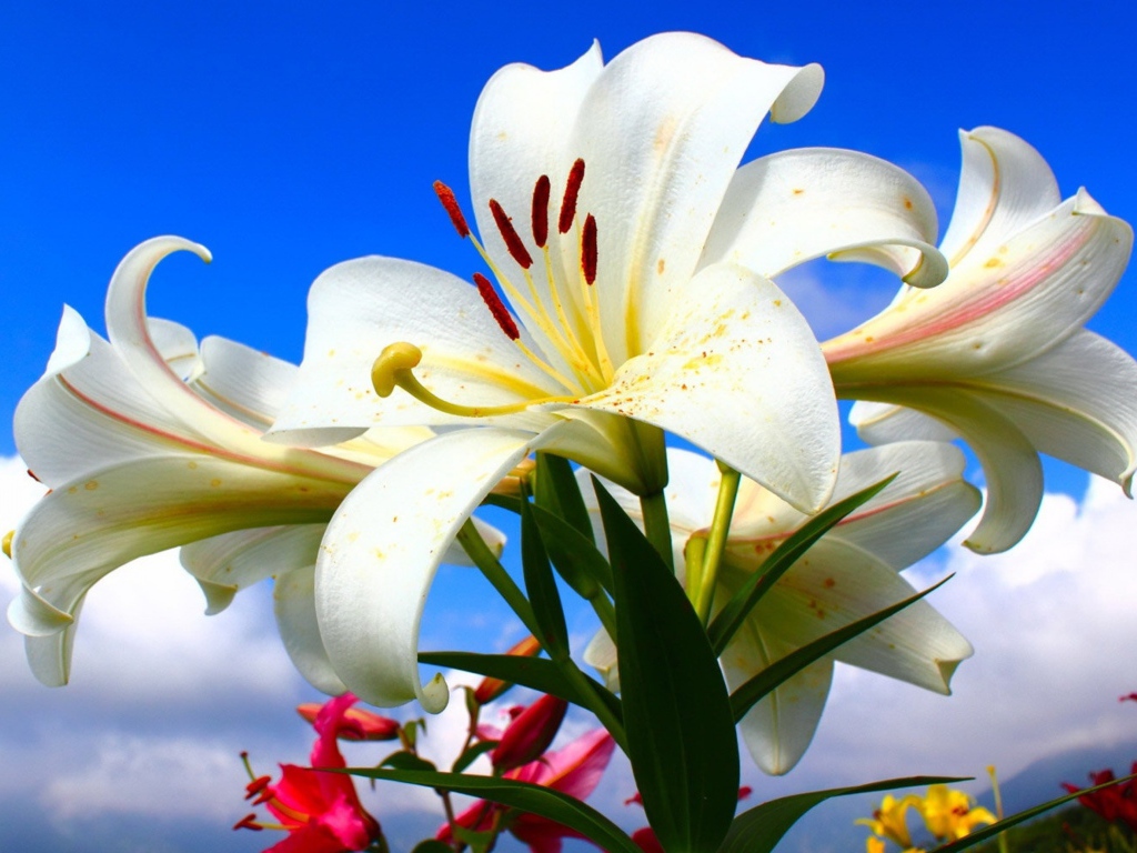 Красивые нежные белые лилии на голубом фоне 