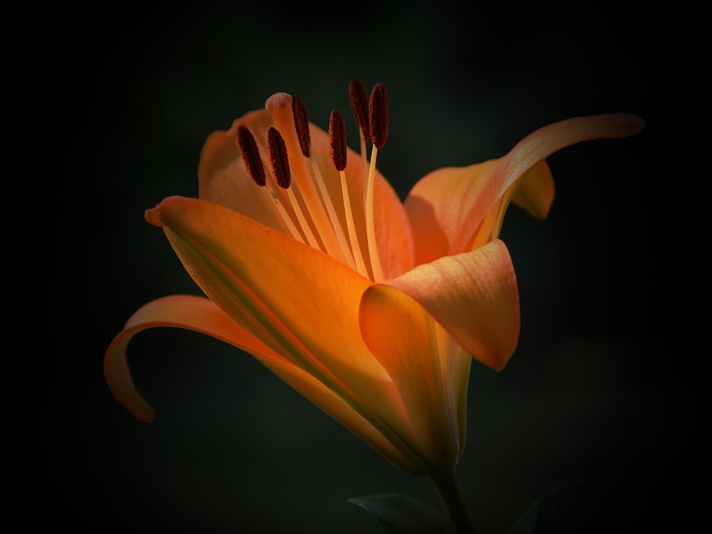 Красивый цветок оранжевой лилии крупным планом