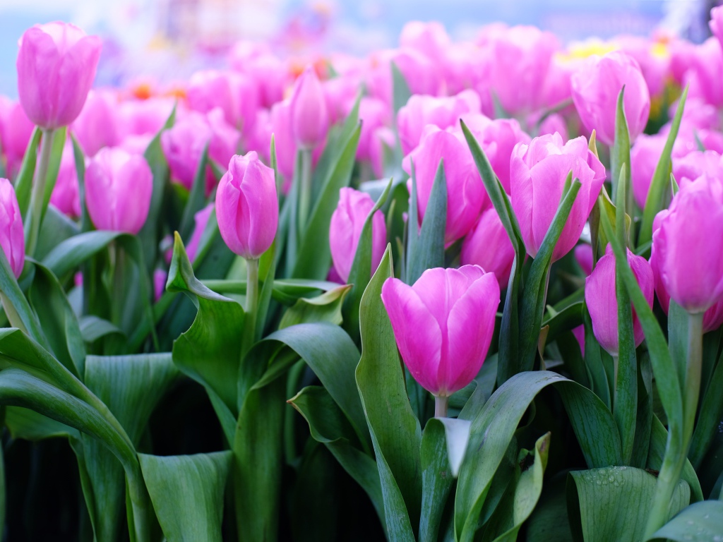 Красивые нежные сиреневые тюльпаны 