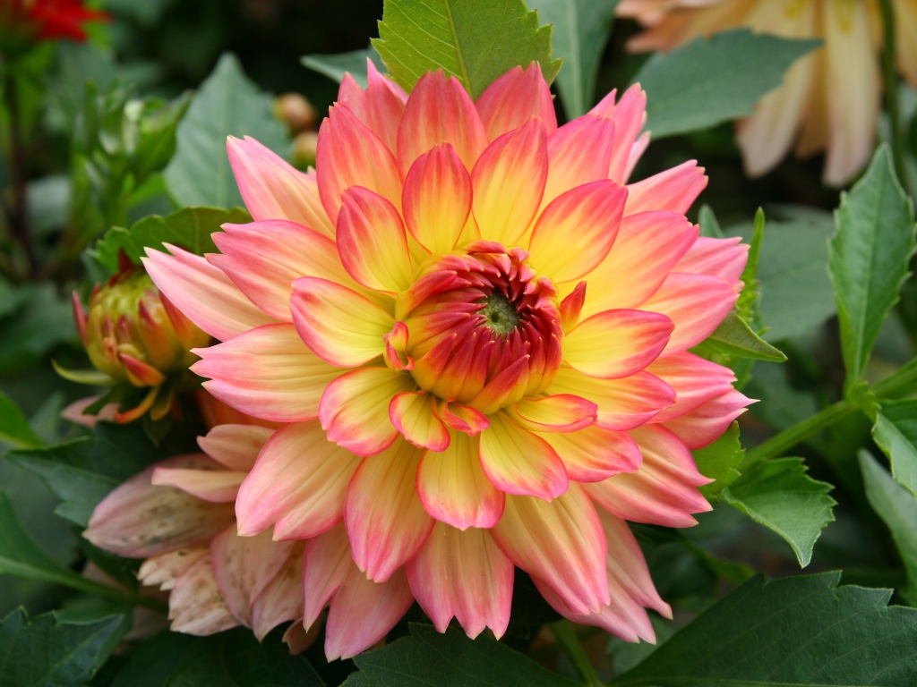 Красивый нежно розовый с желтым цветок георгина