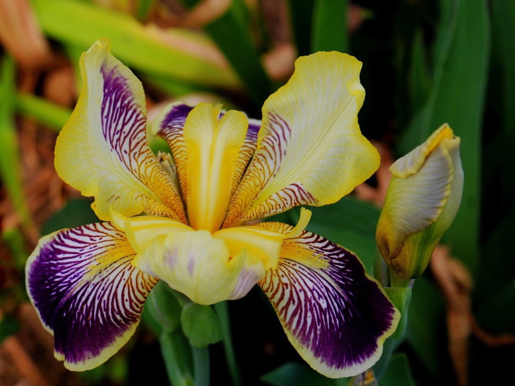 Красивый цветок ириса крупным планом