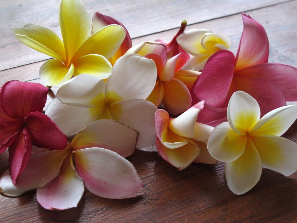 Красивые крупные цветы плюмерия