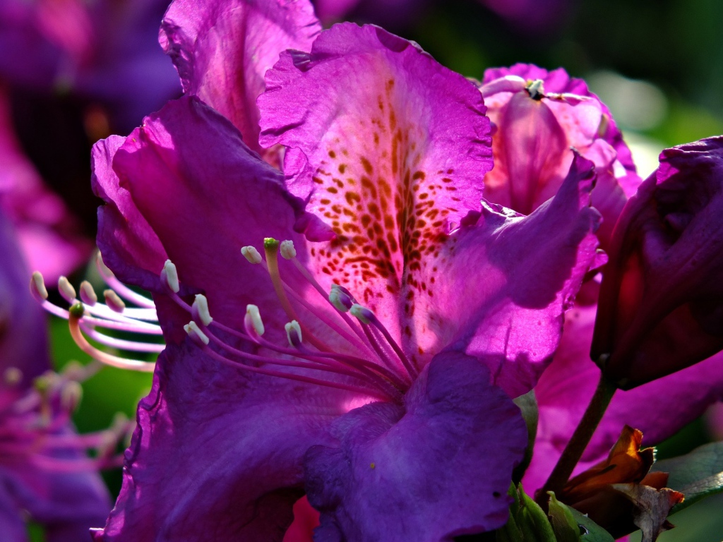 Красивый сиреневый цветок азалия крупным планом