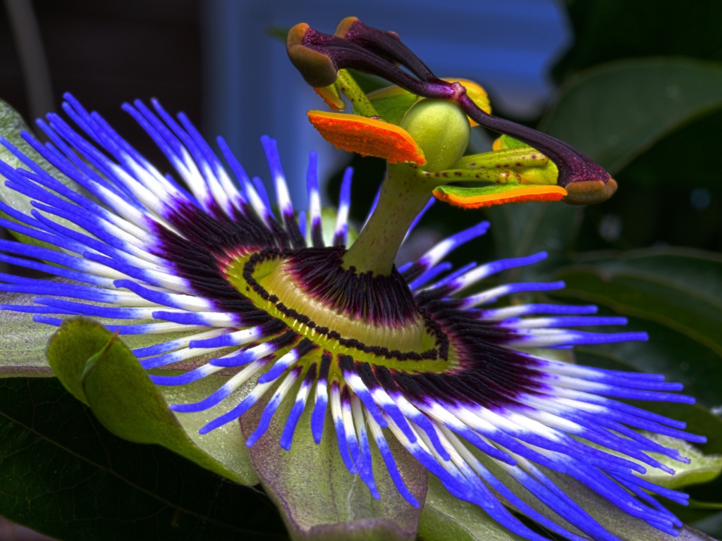 Красивый сиреневый цветок Пассифлора крупным планом